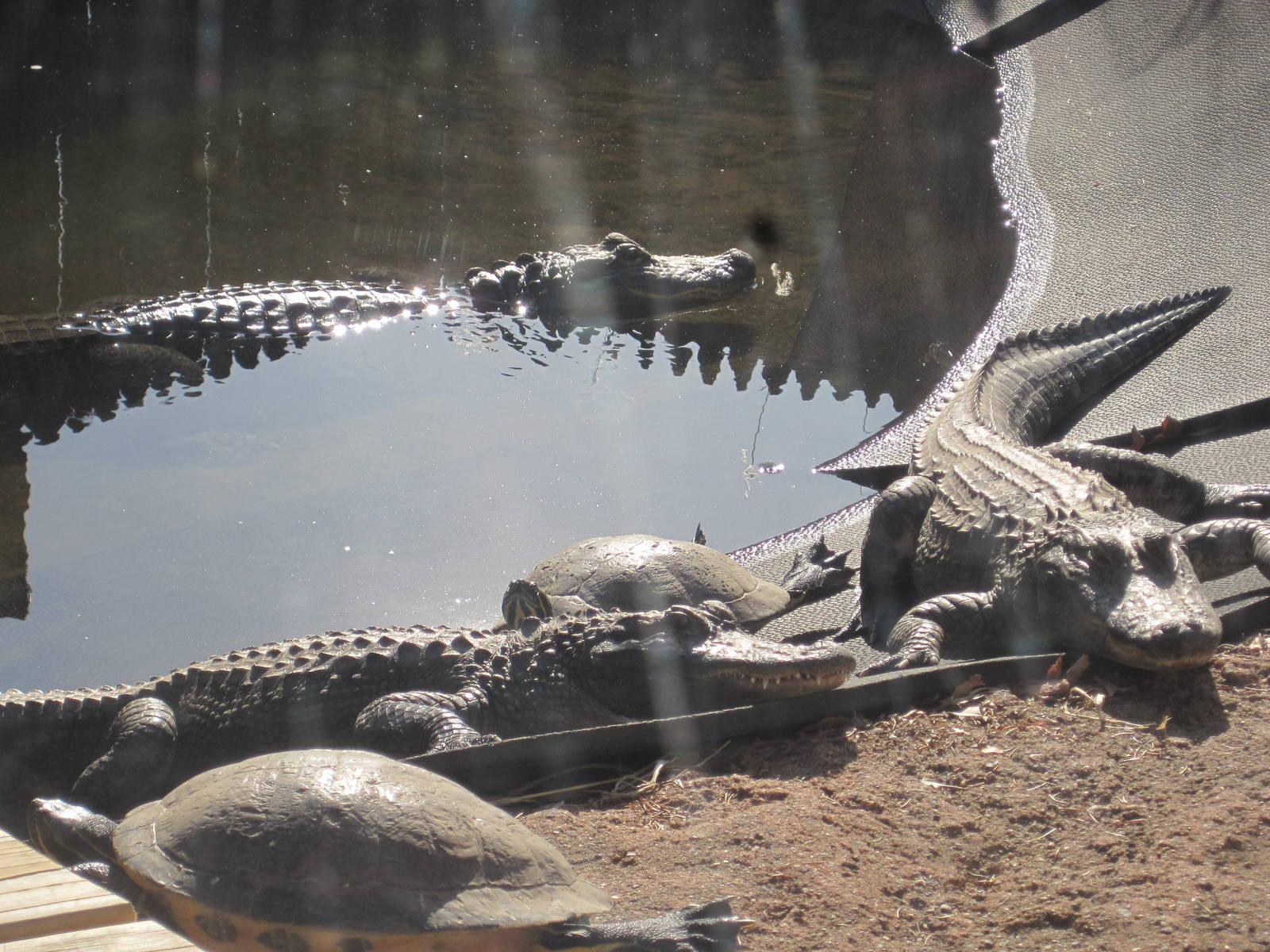 Soaking Up The Winter Sun