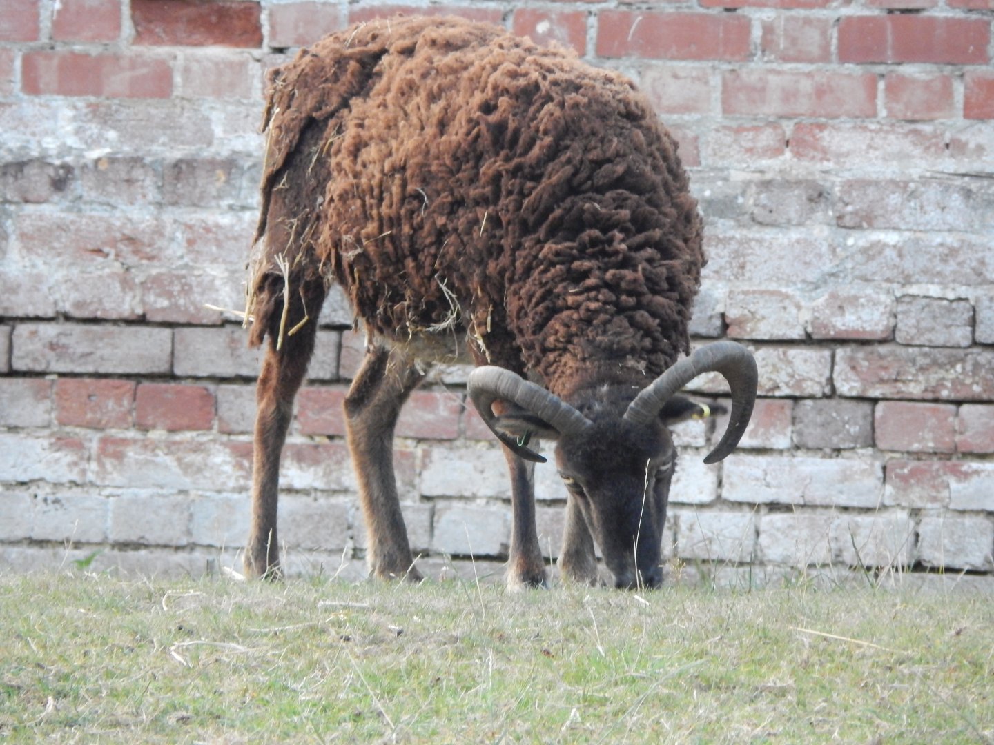 Soay sheep 020825