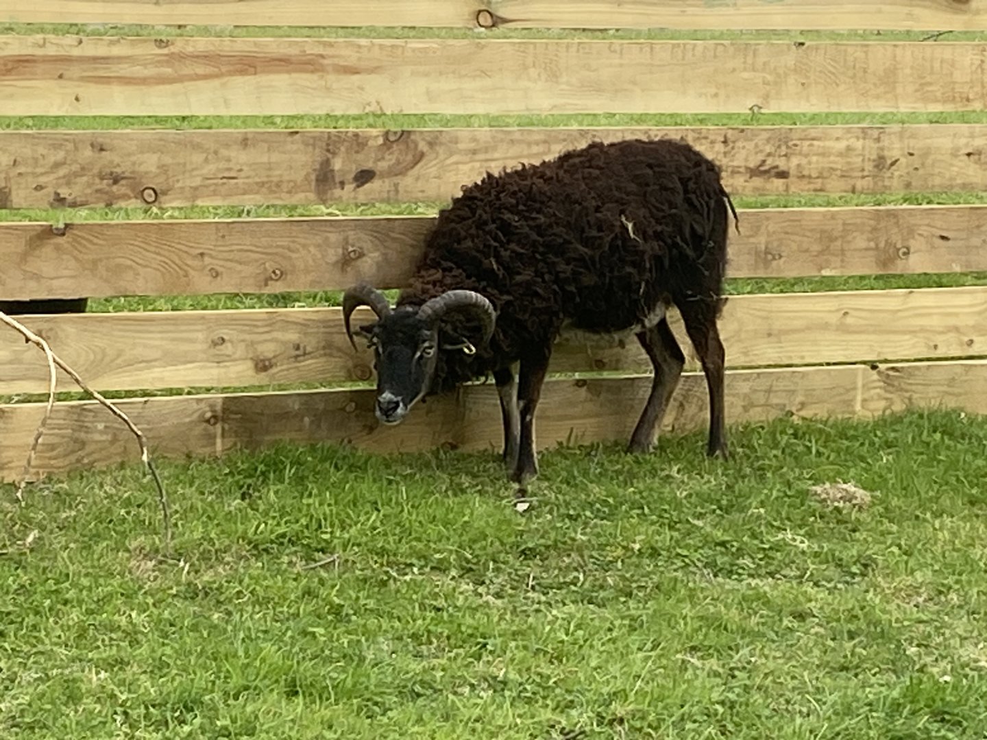 Soay sheep 100924