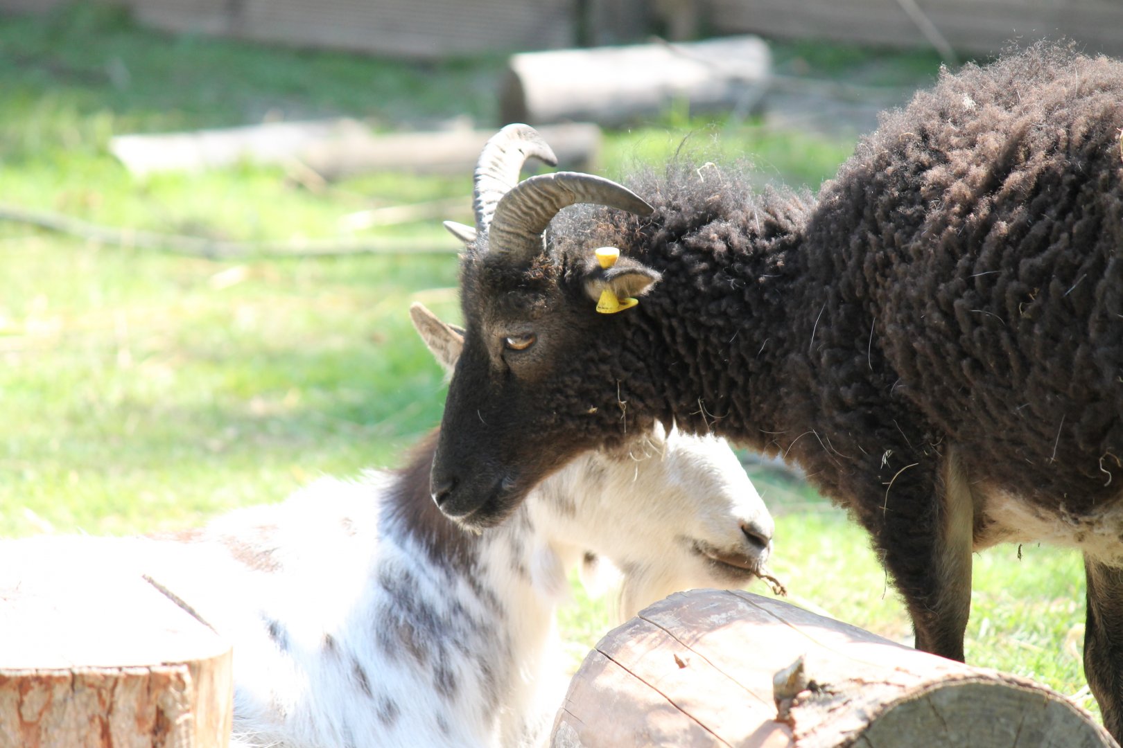 Soay Sheep (2011)
