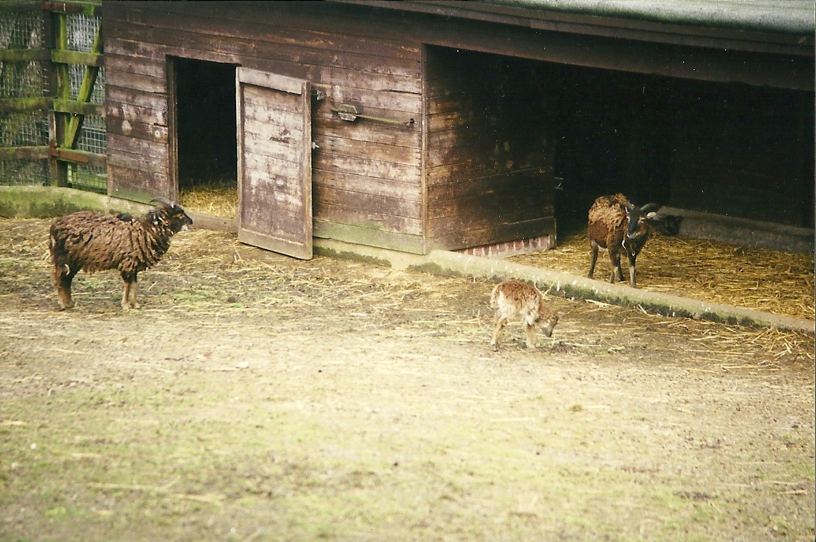 Soay Sheep 27th March 1999