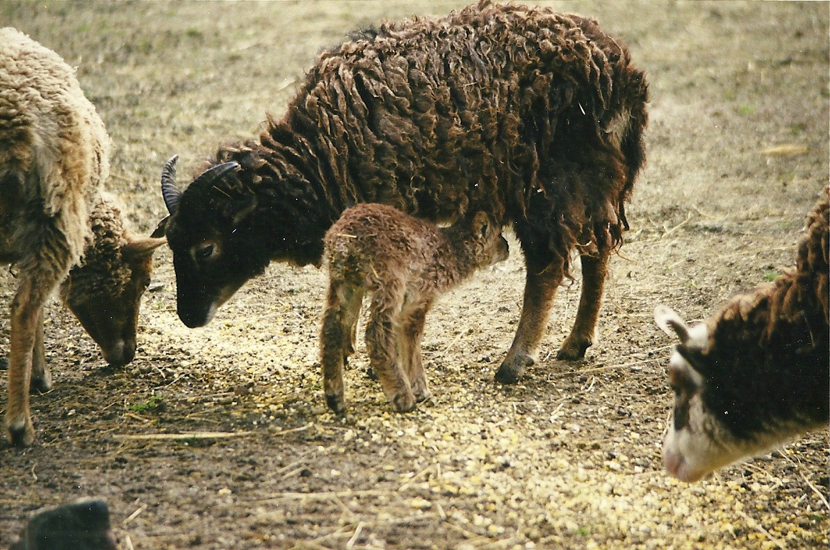 Soay Sheep 27th March 1999