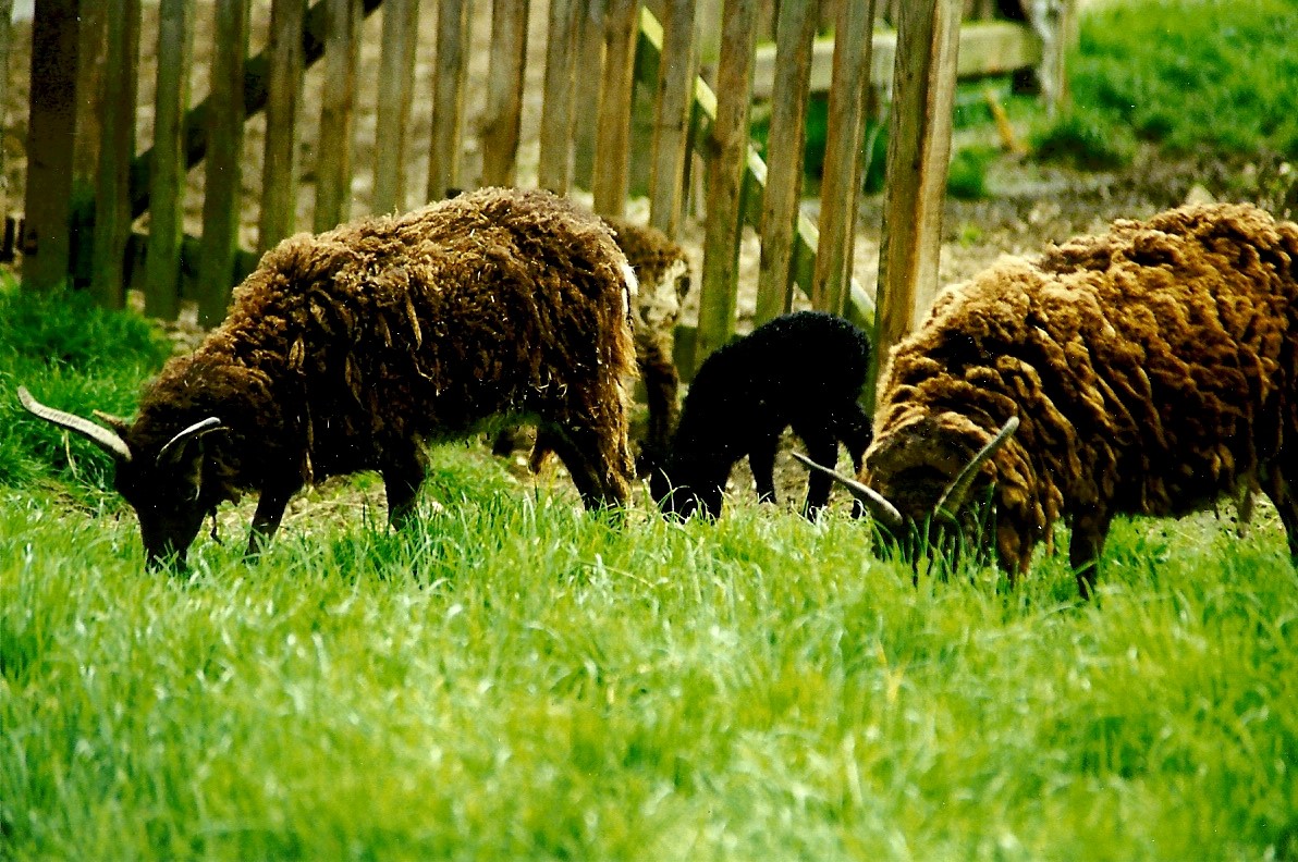 Soay Sheep 5th June 1999