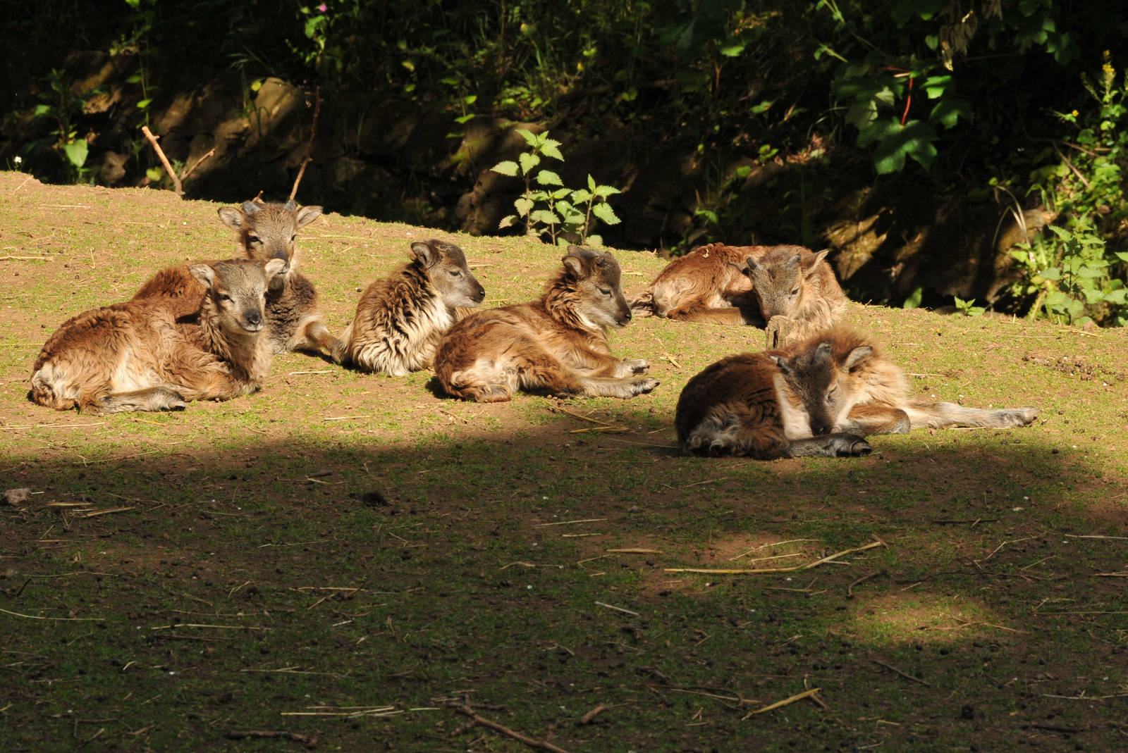 SOAY SHEEP 6 YOUNG