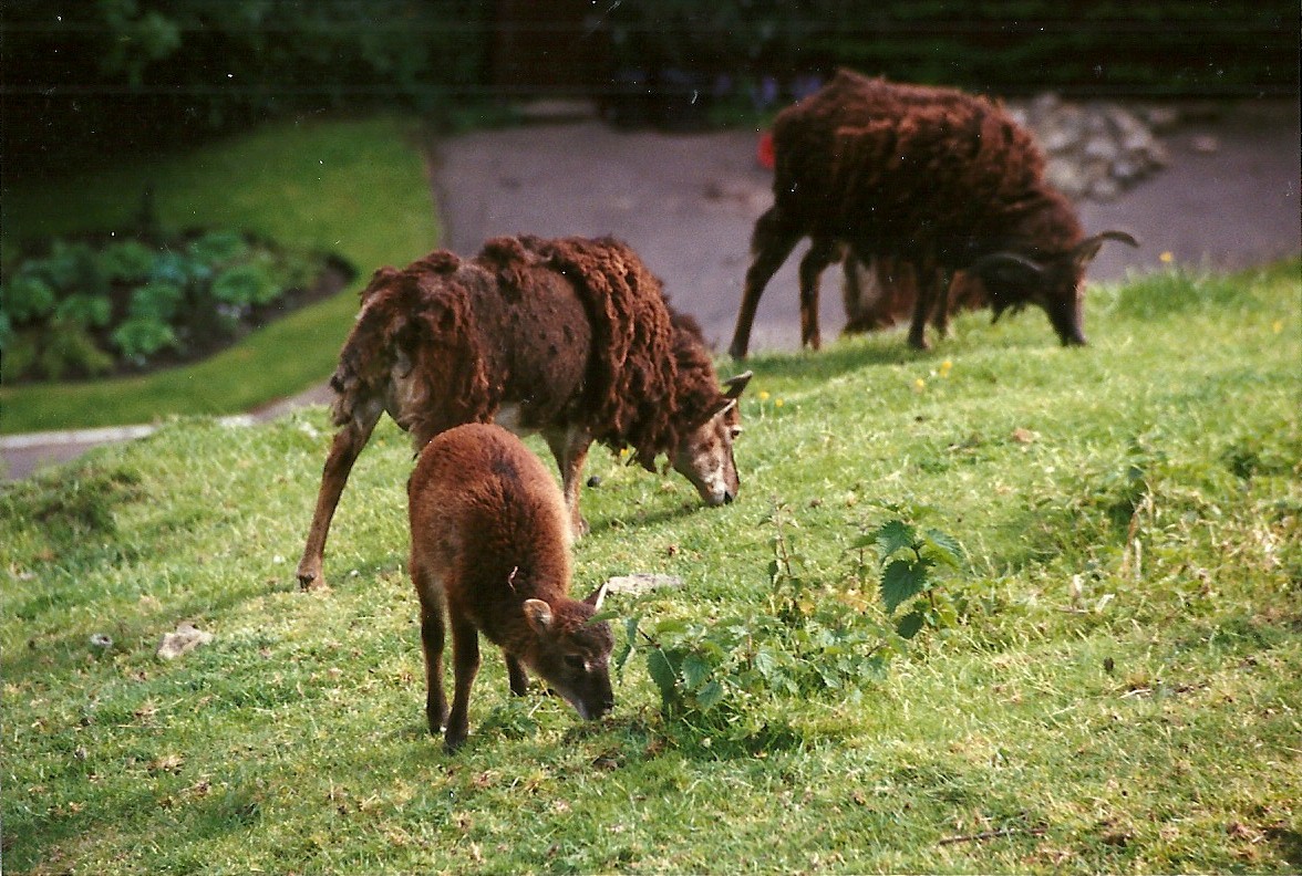 Soay Sheep 8th June 1996