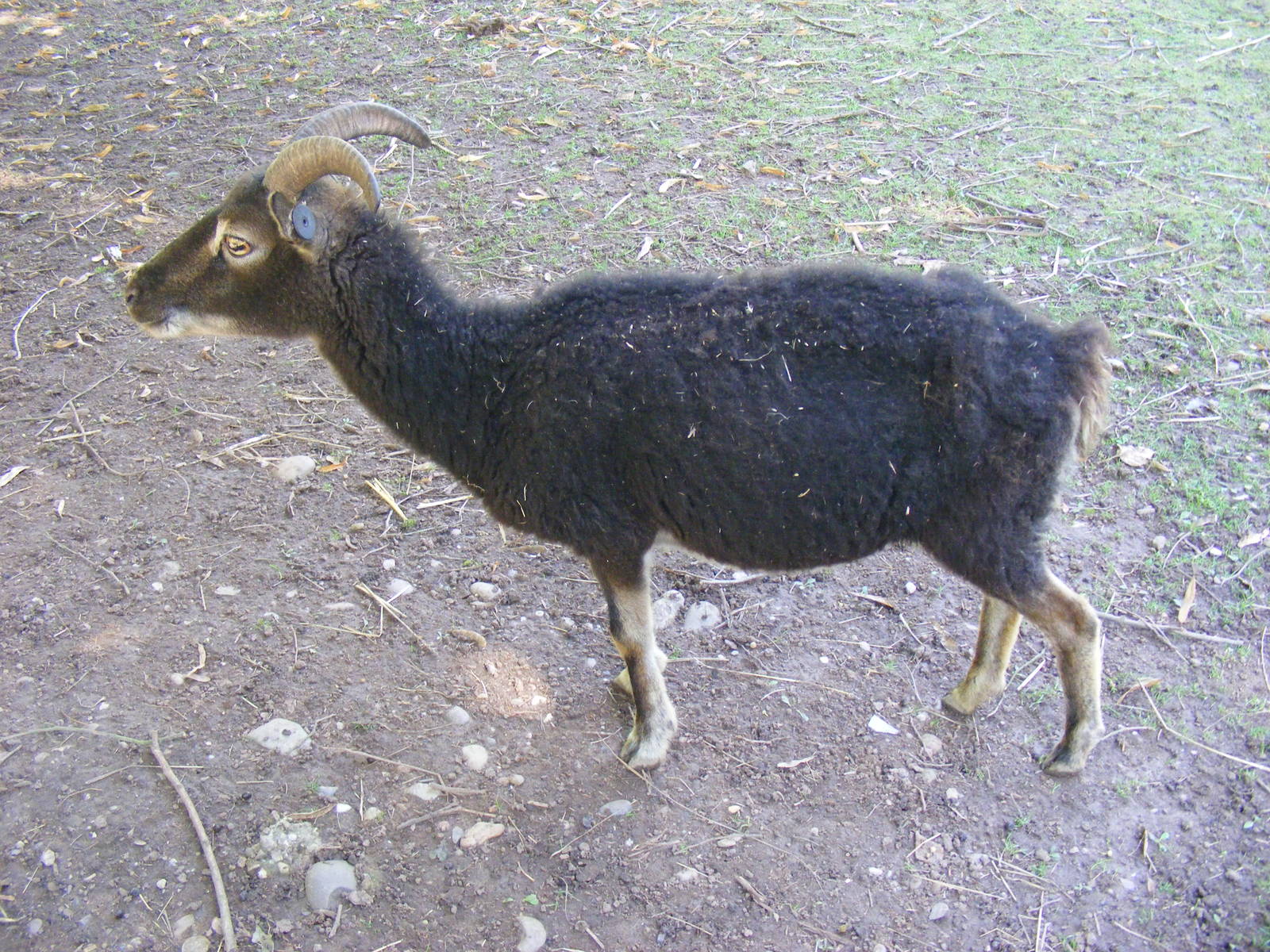 Soay sheep at Birmingham Nature Centre, 30 August 2010