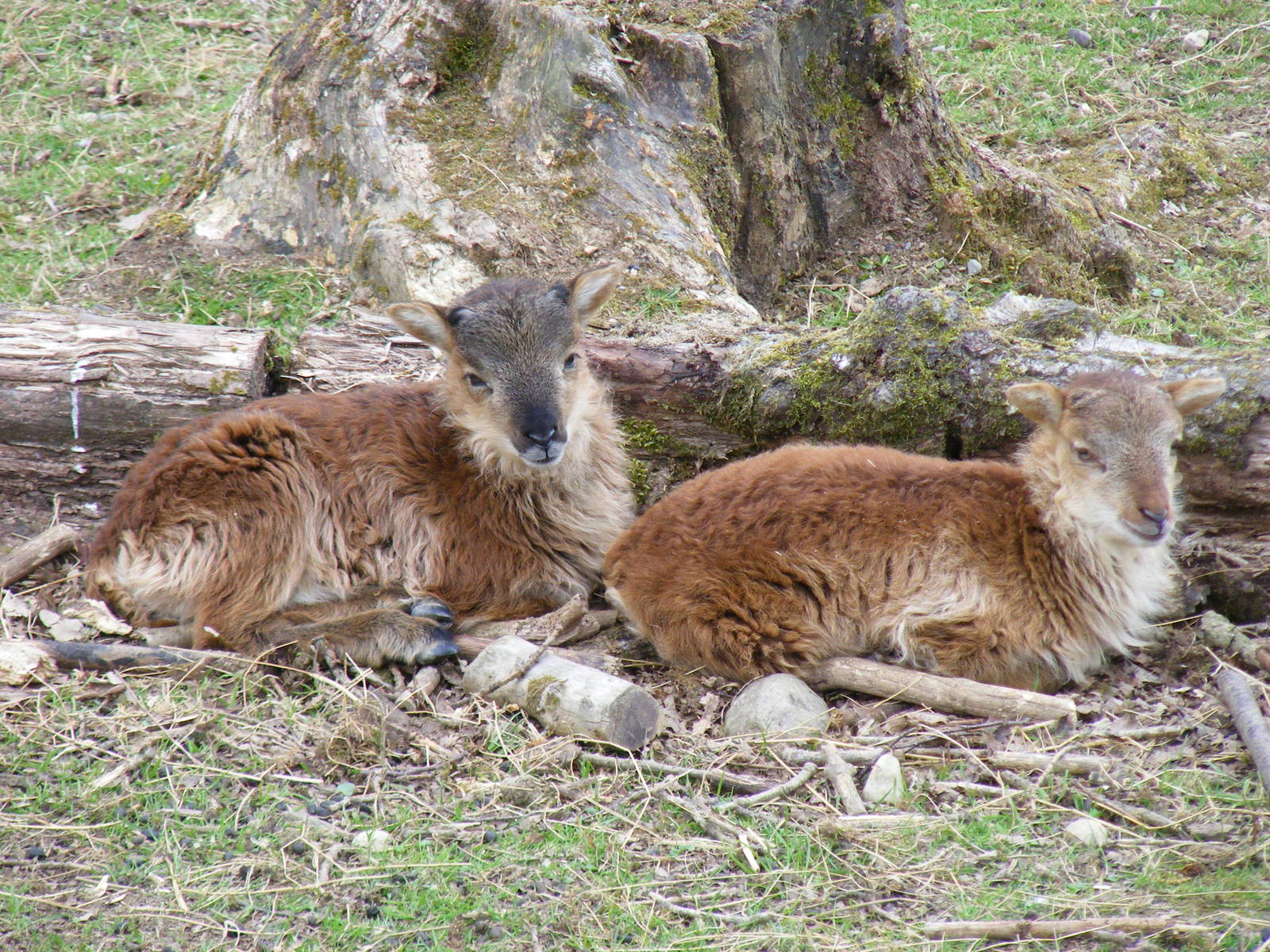 Soay sheep at Trotters World of Animals, 15 May 2010