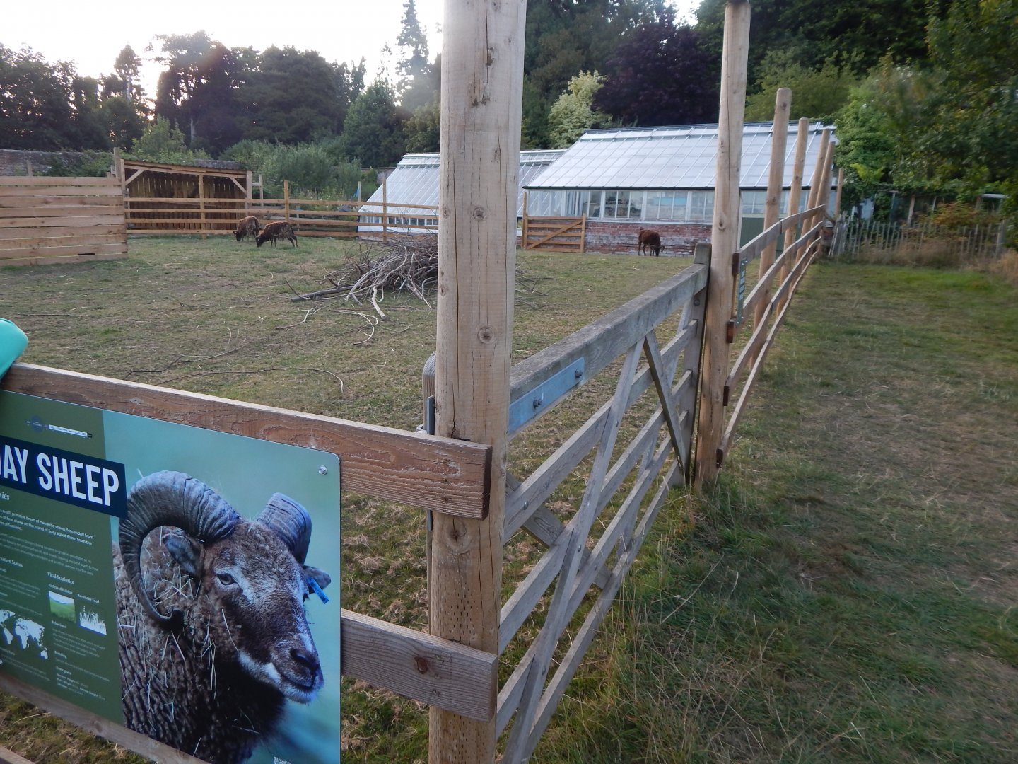 Soay sheep enclosure 020825