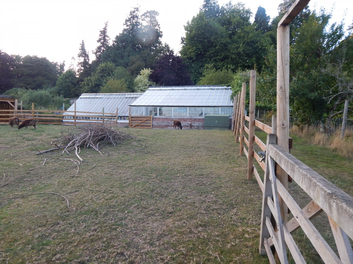 Soay sheep enclosure 020825
