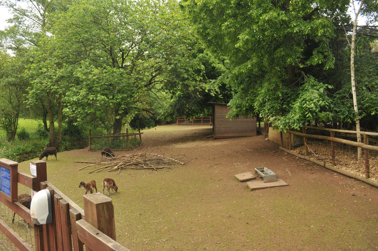 SOAY SHEEP ENCLOSURE