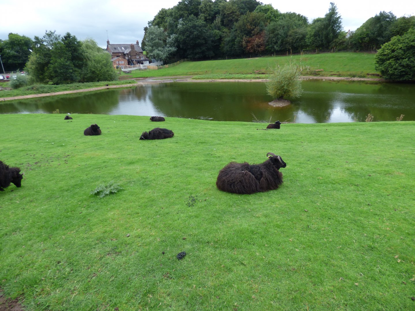 Soay Sheep Enclosure