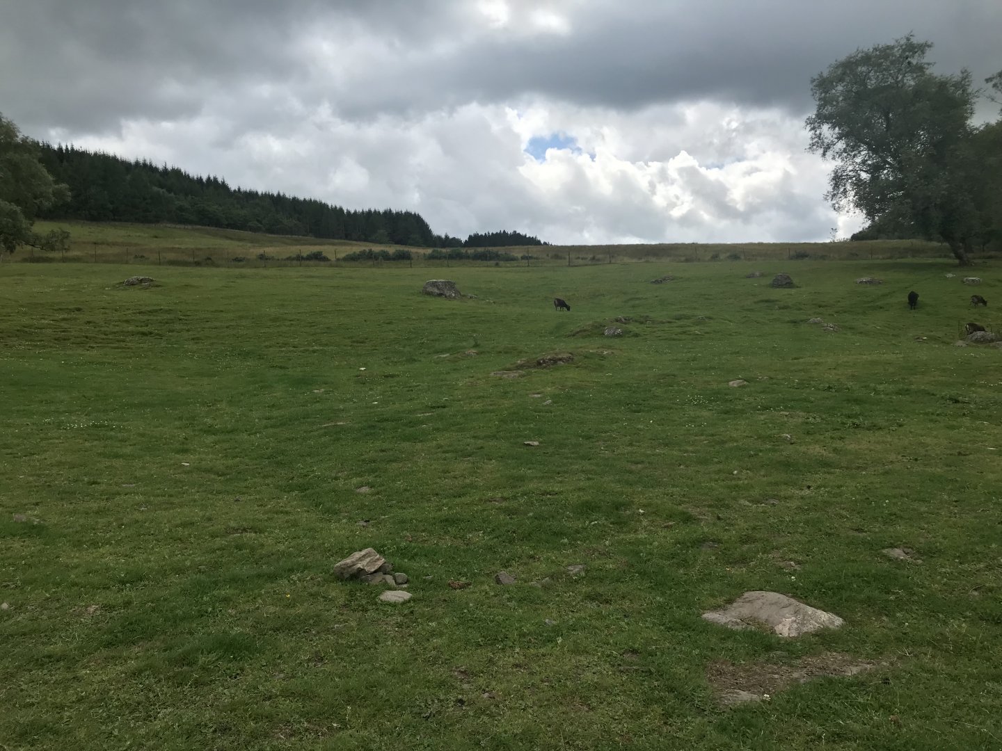 Soay sheep enclosure