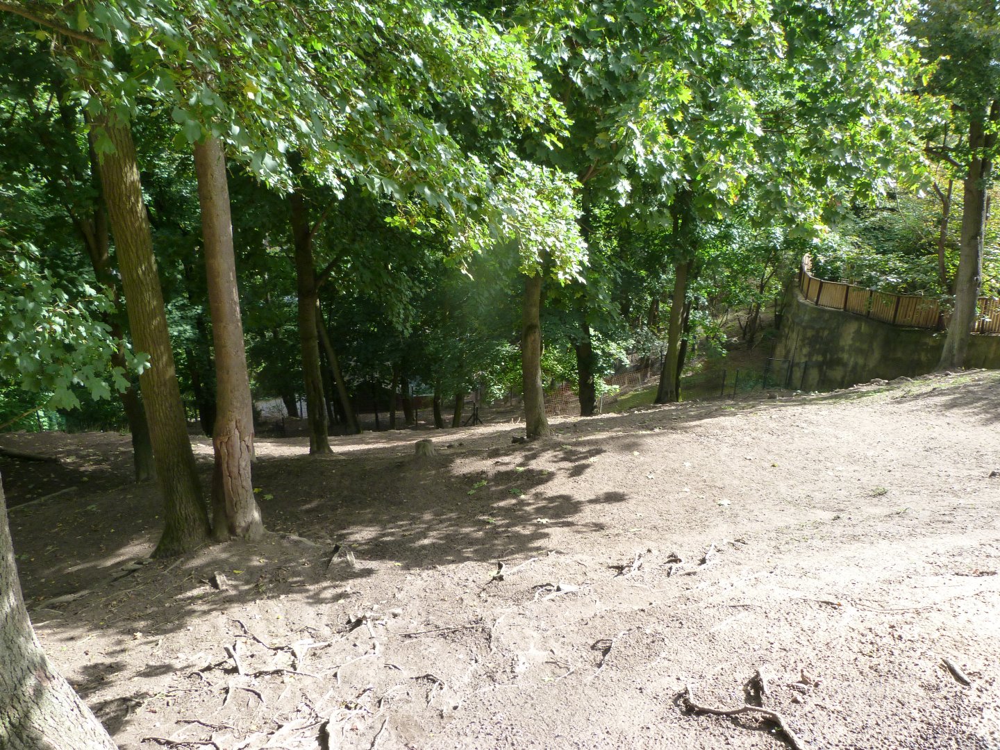 Soay sheep exhibit -Zoo Plzeň (2025)