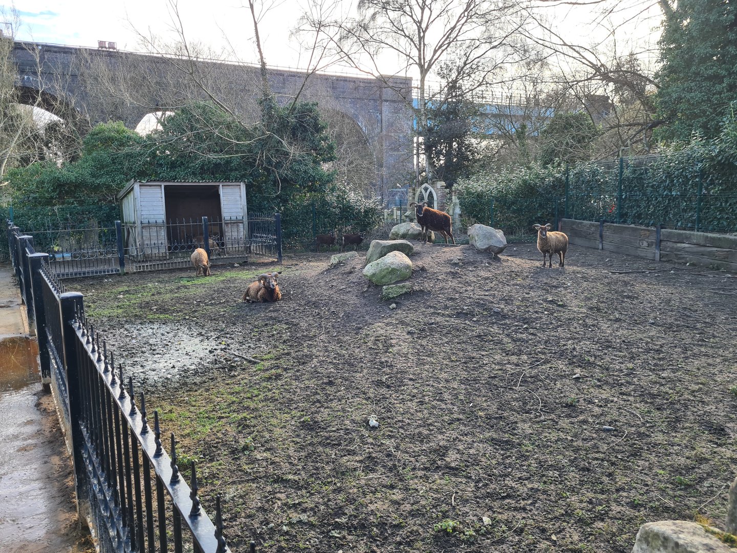 Soay Sheep Exhibit