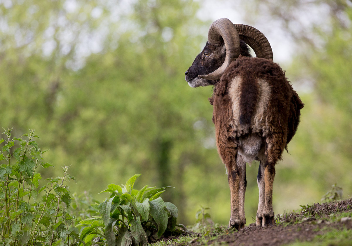 Soay sheep : Exmoor Zoo : 22 May 2015