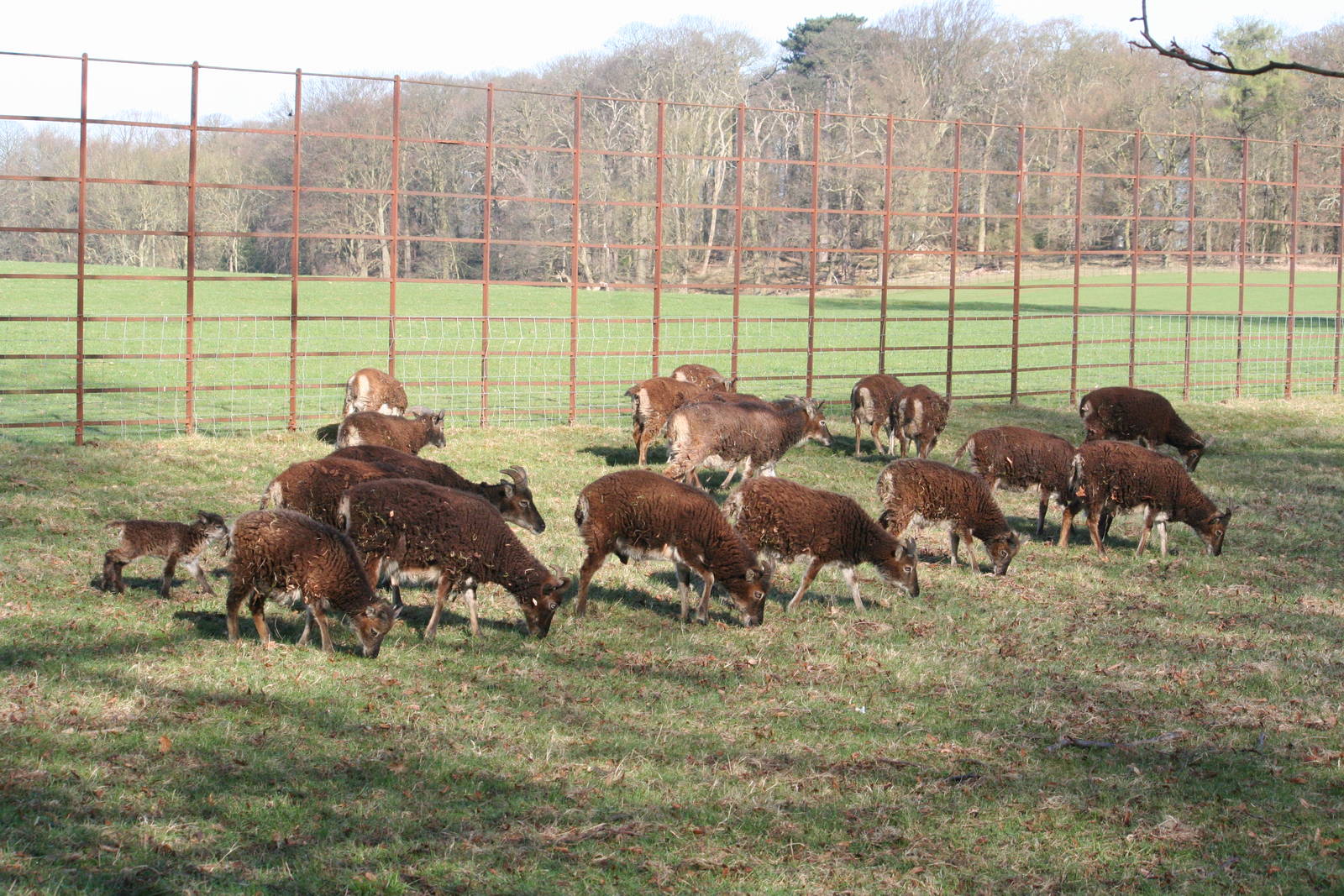 Soay sheep group