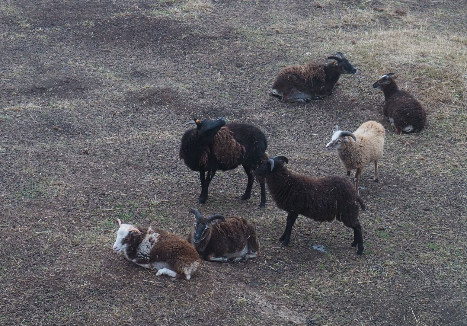 Soay sheep (Ovis aries), 2020-09-03