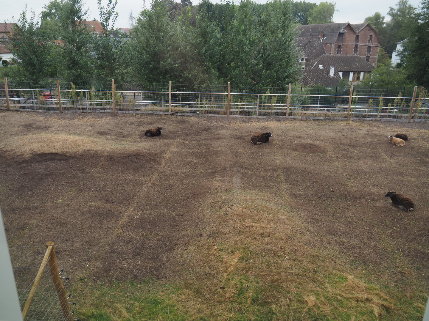 Soay sheep paddock on roof behind The Paddling Bear hotel, 2020-09-03
