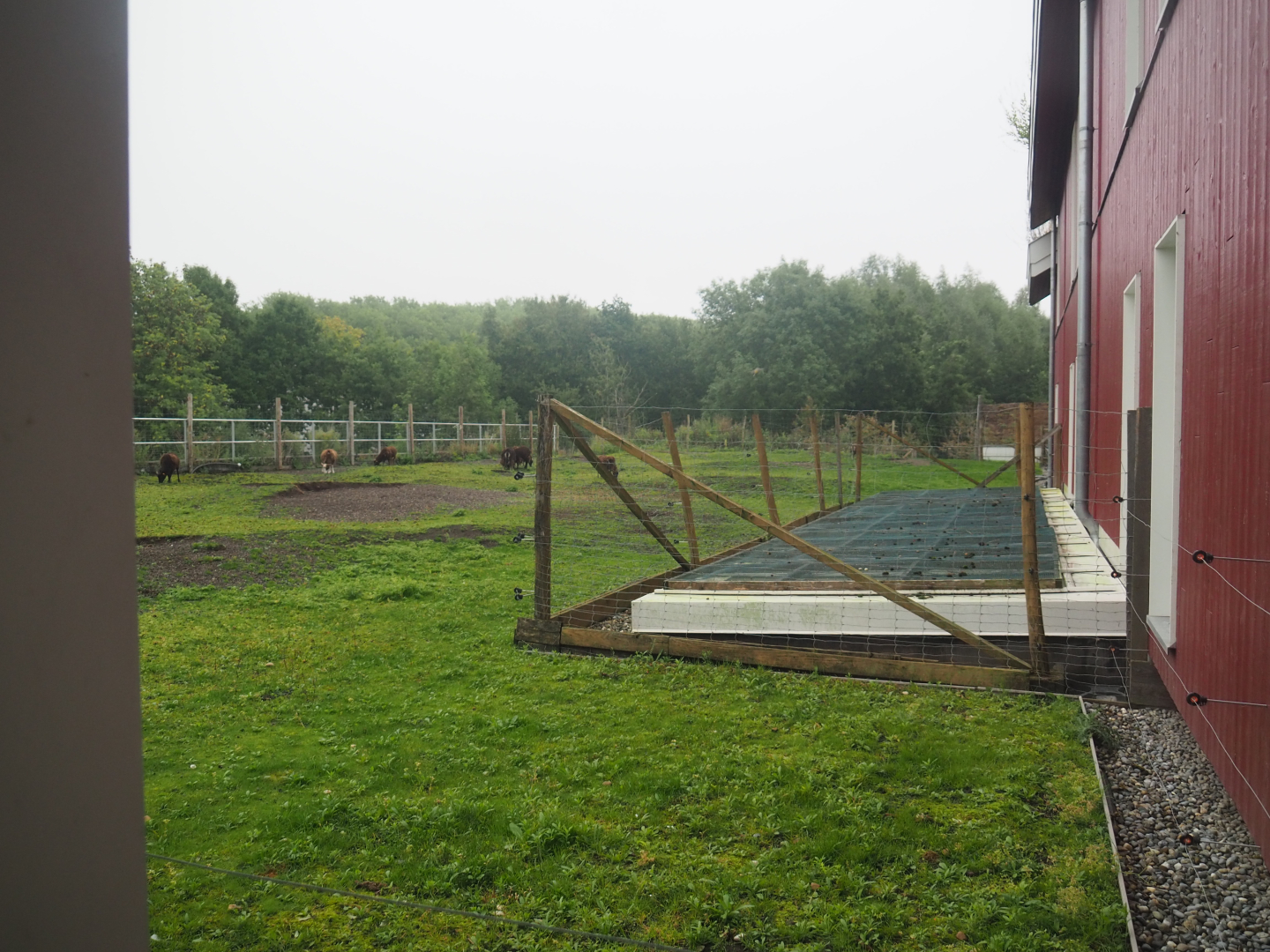 Soay sheep paddock on the living roof of the kitchen and restaurant of The Paddling Bear Hotel, 2022-09-14