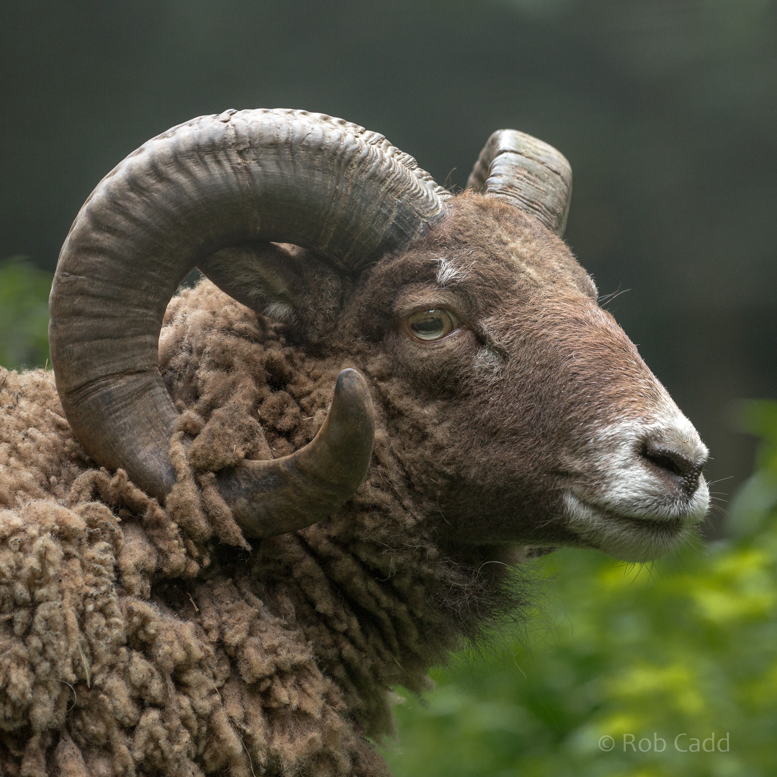 Soay sheep : Wildwood : 06 Oct 2018