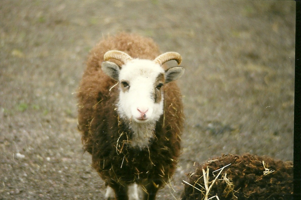 Soay Sheep with a difference 5th April 1998