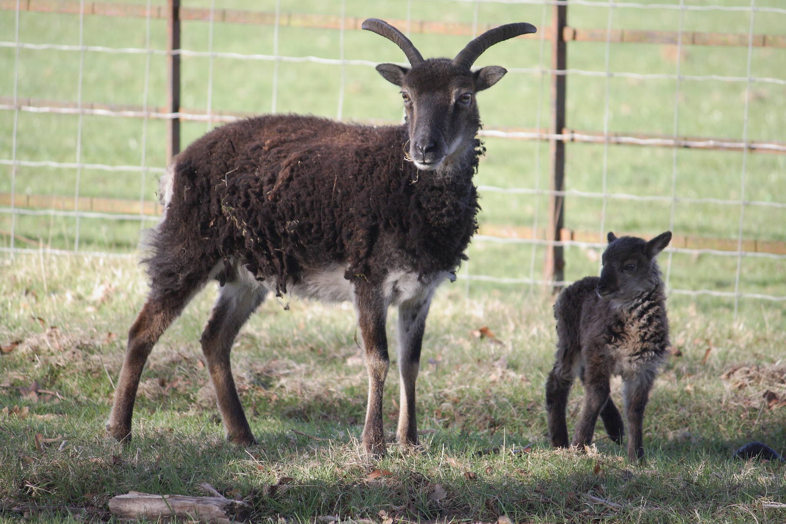 Soay sheep