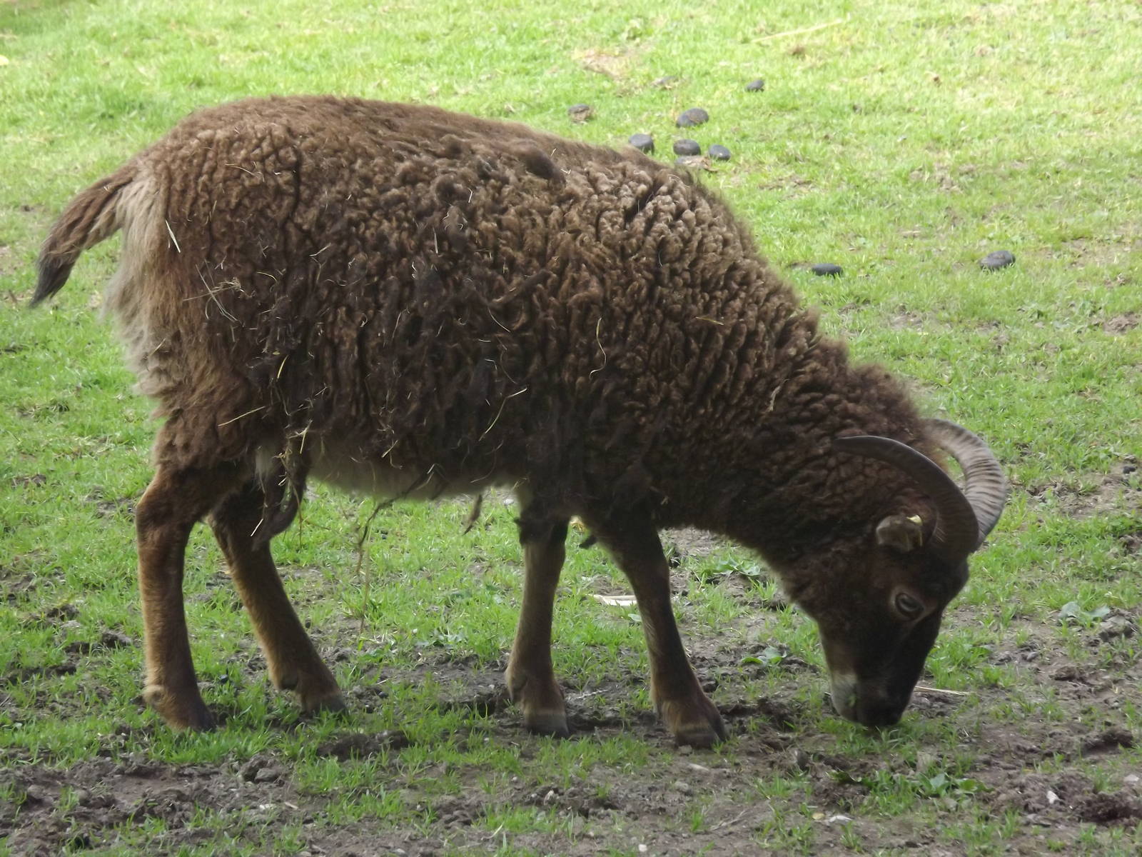 Soay sheep