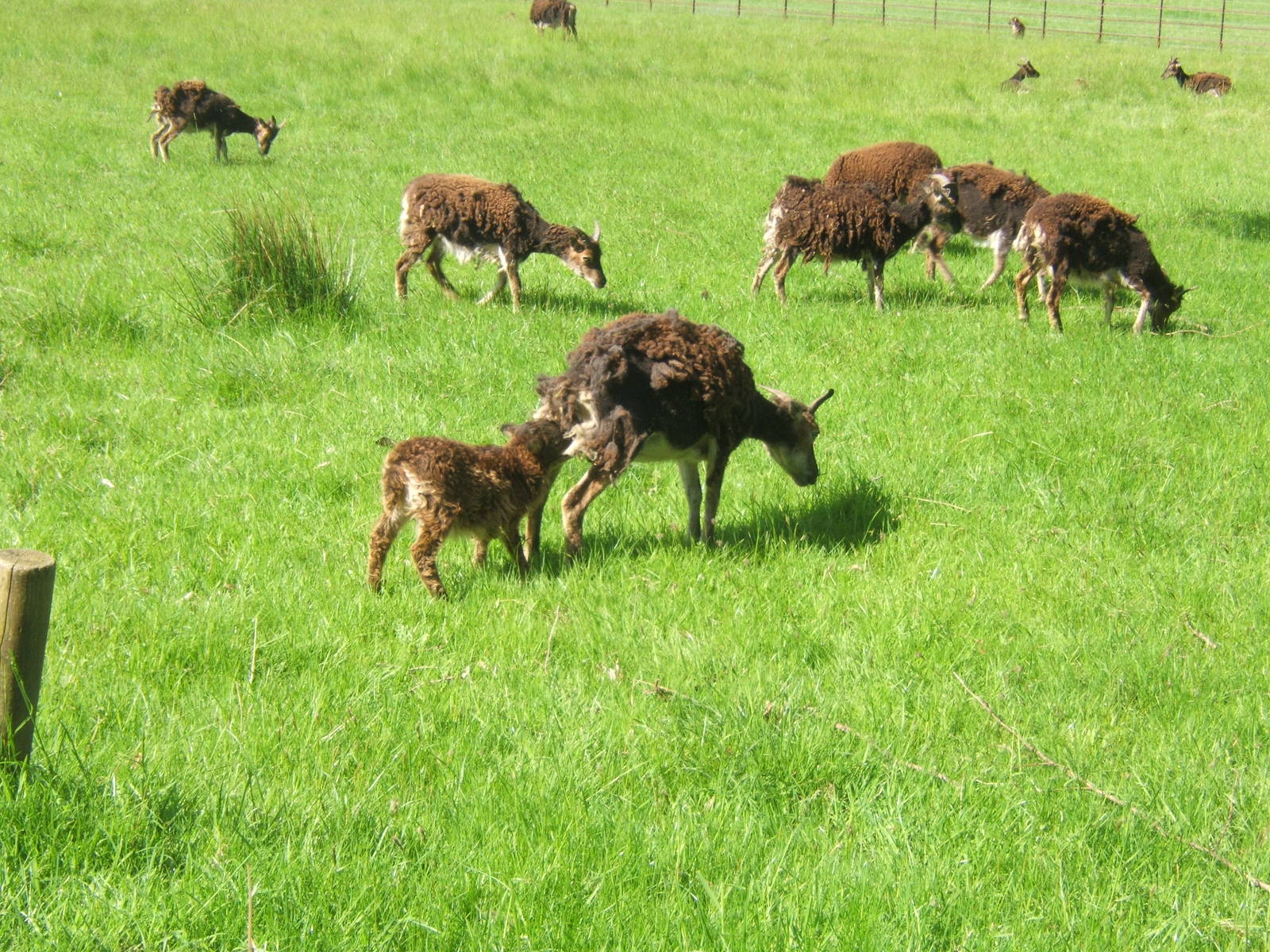 Soay Sheep