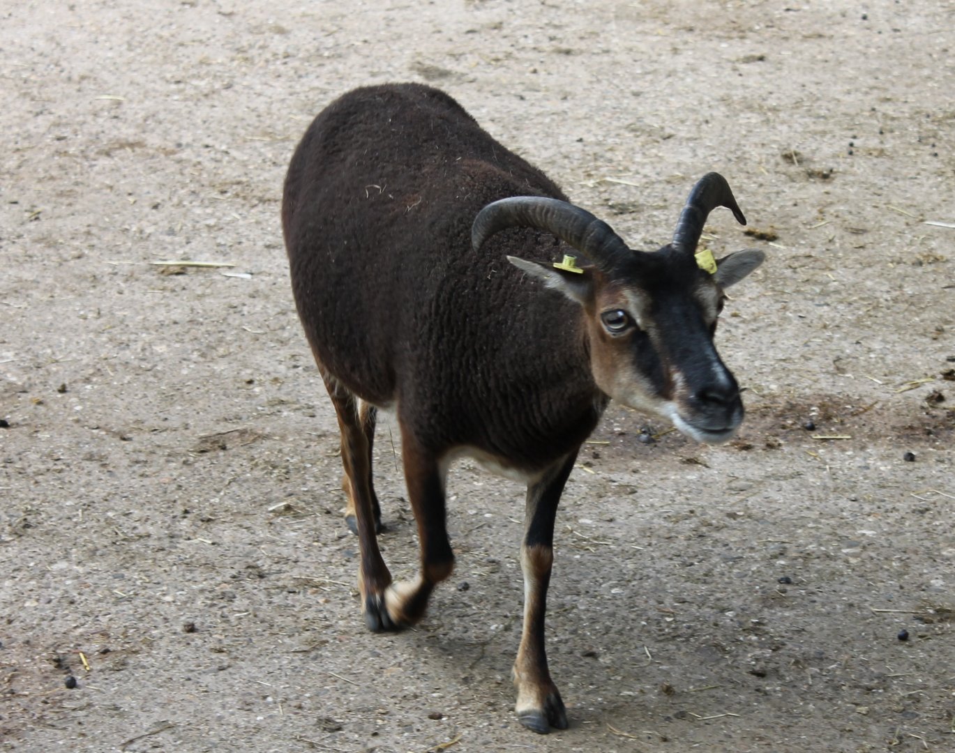Soay Sheep