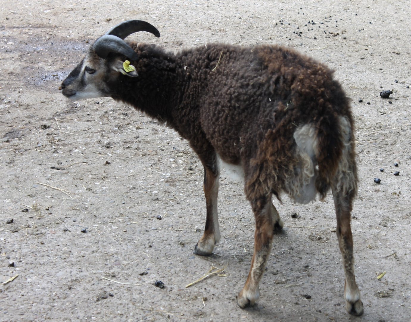 Soay Sheep