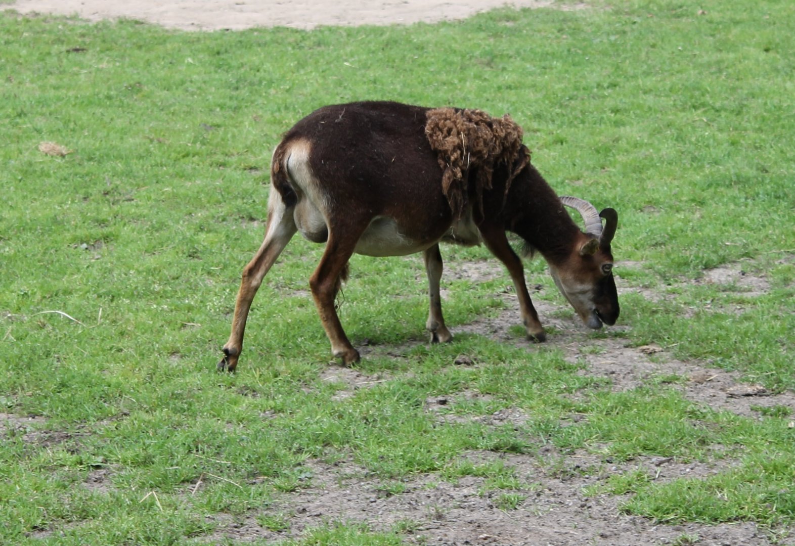 Soay sheep