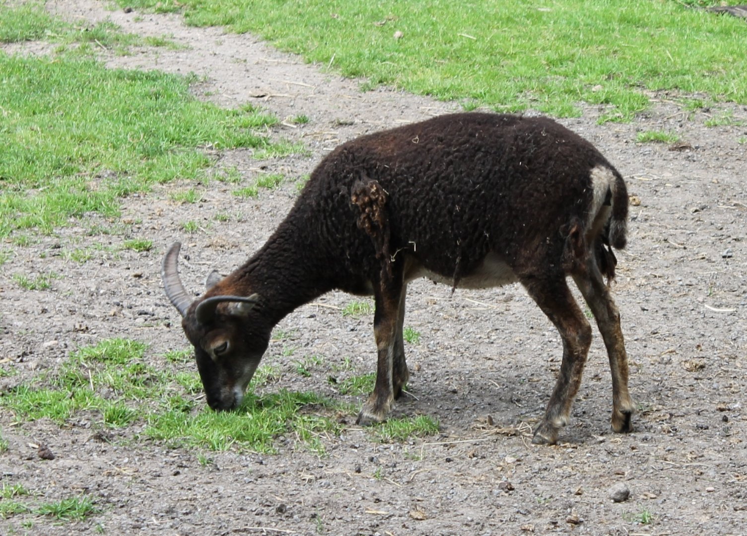 Soay sheep