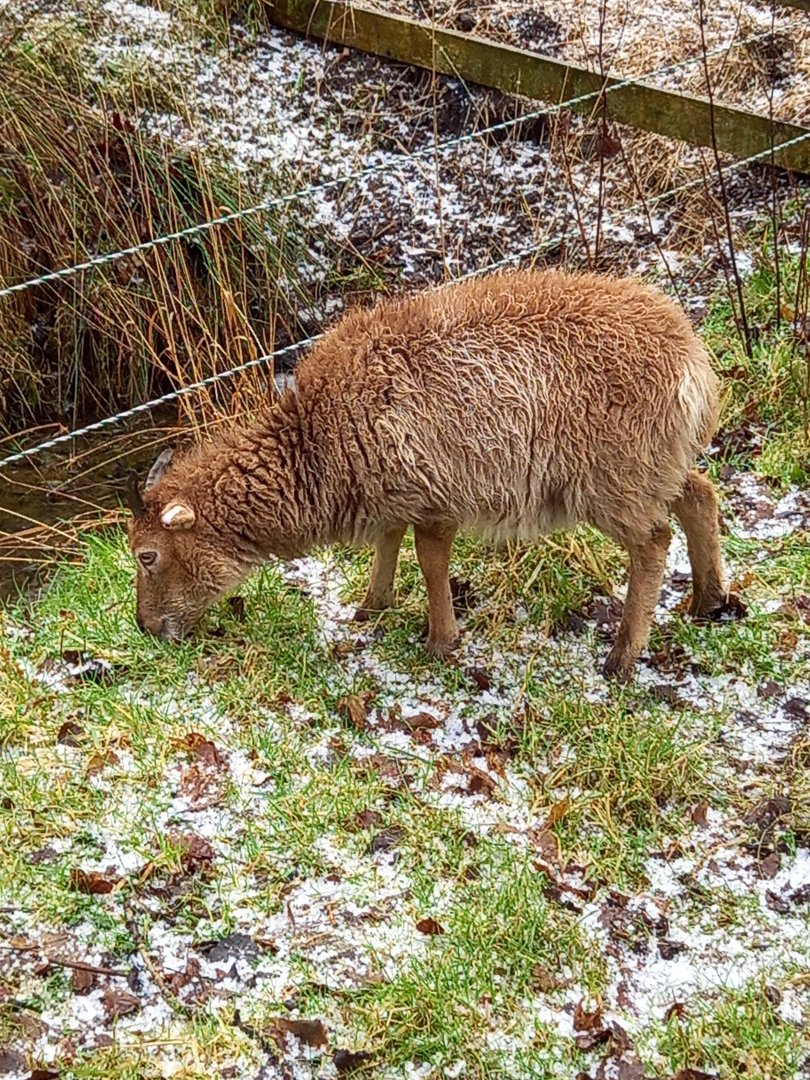 Soay Sheep