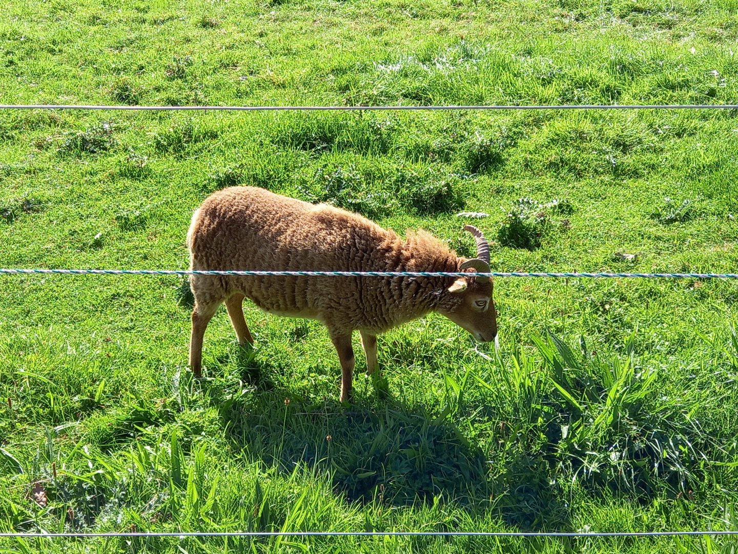 Soay Sheep