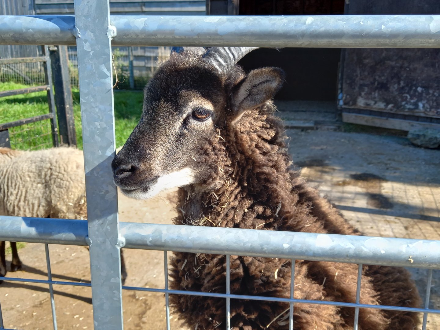 Soay Sheep