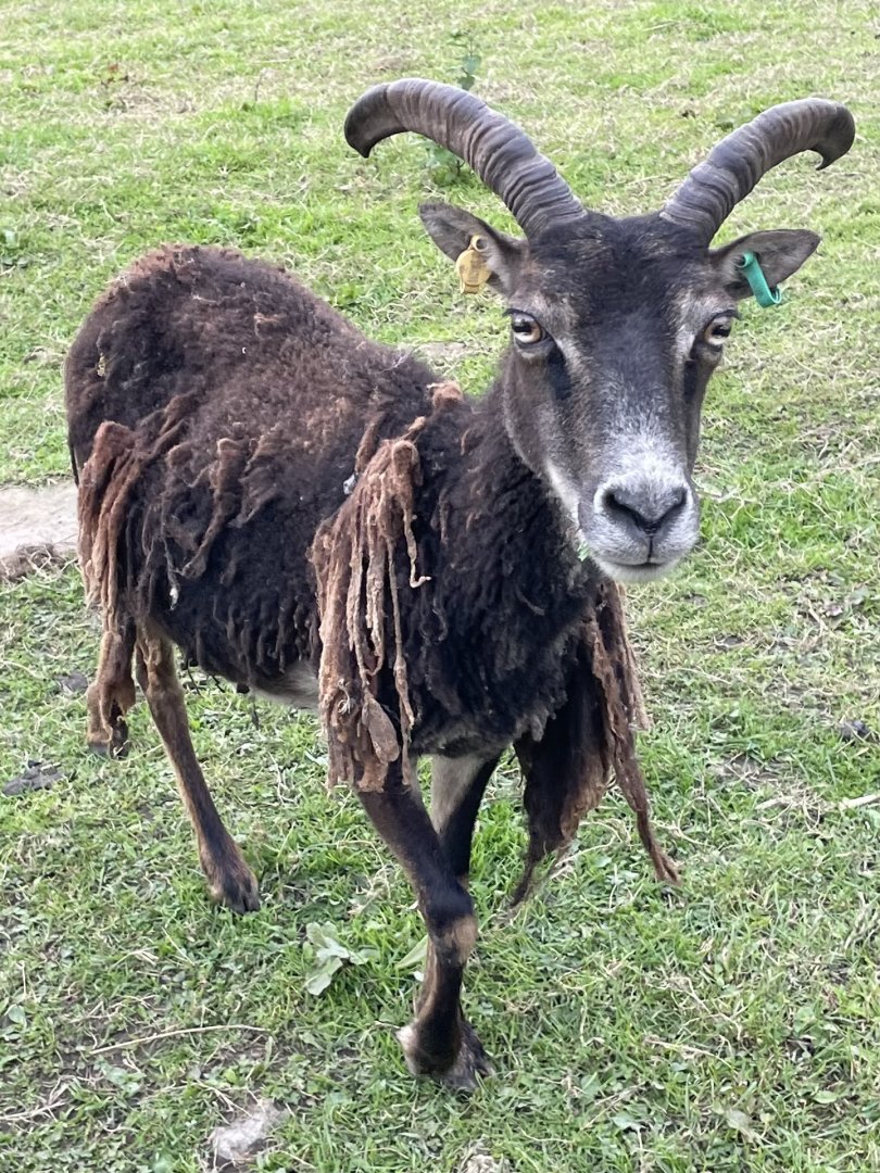 Soay Sheep
