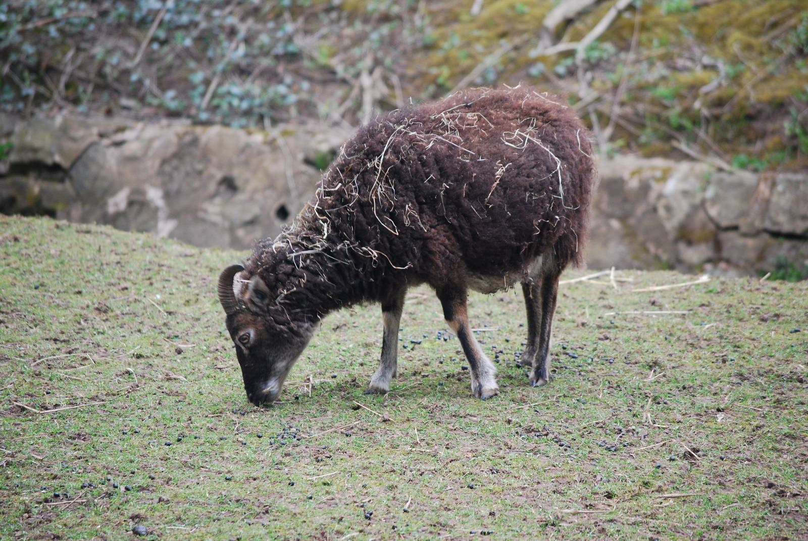 SOAY SHEEP