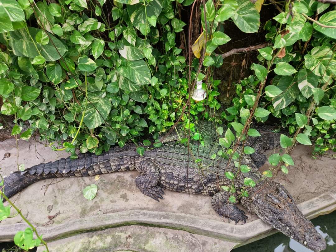 Sobek, the biggest Nile Crocodile in Europe
