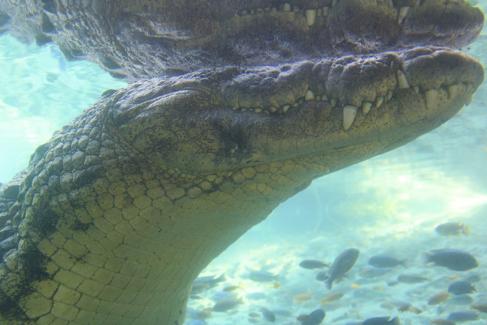 Sobek the Nile Crocodile (Crocodylus niloticus)