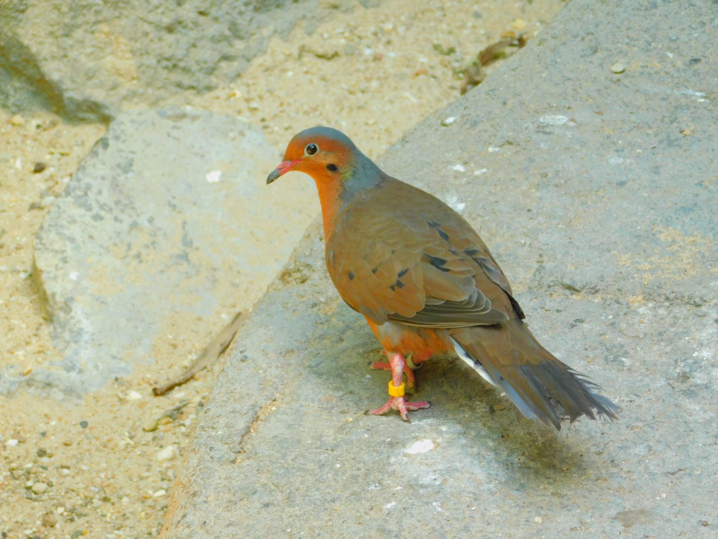 Soccoro dove