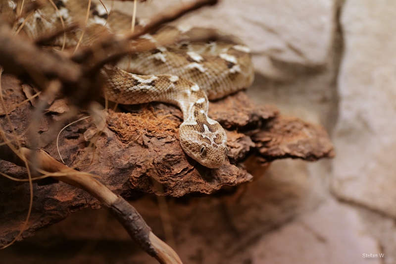 Sochurek's saw-scaled viper (Echis carinatus sochureki)