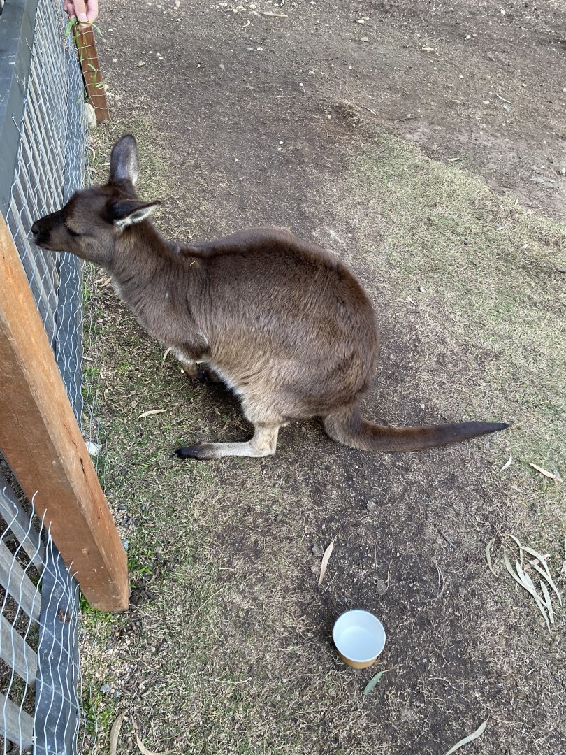 Sociable Kangaroo Island Kangaroo