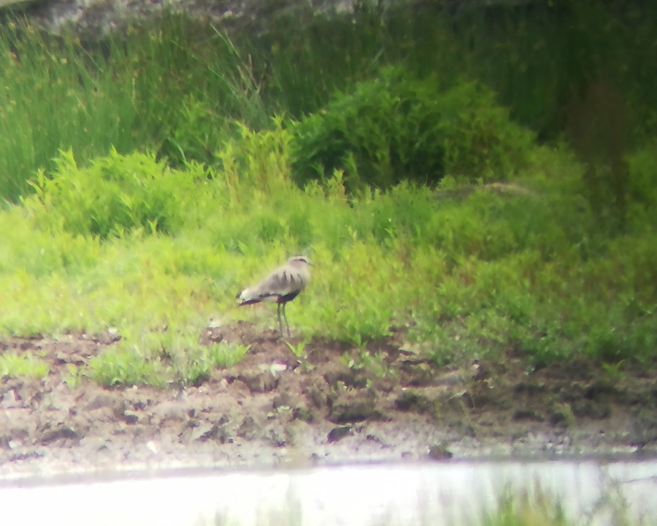 Sociable lapwing, Vanellus gregarius