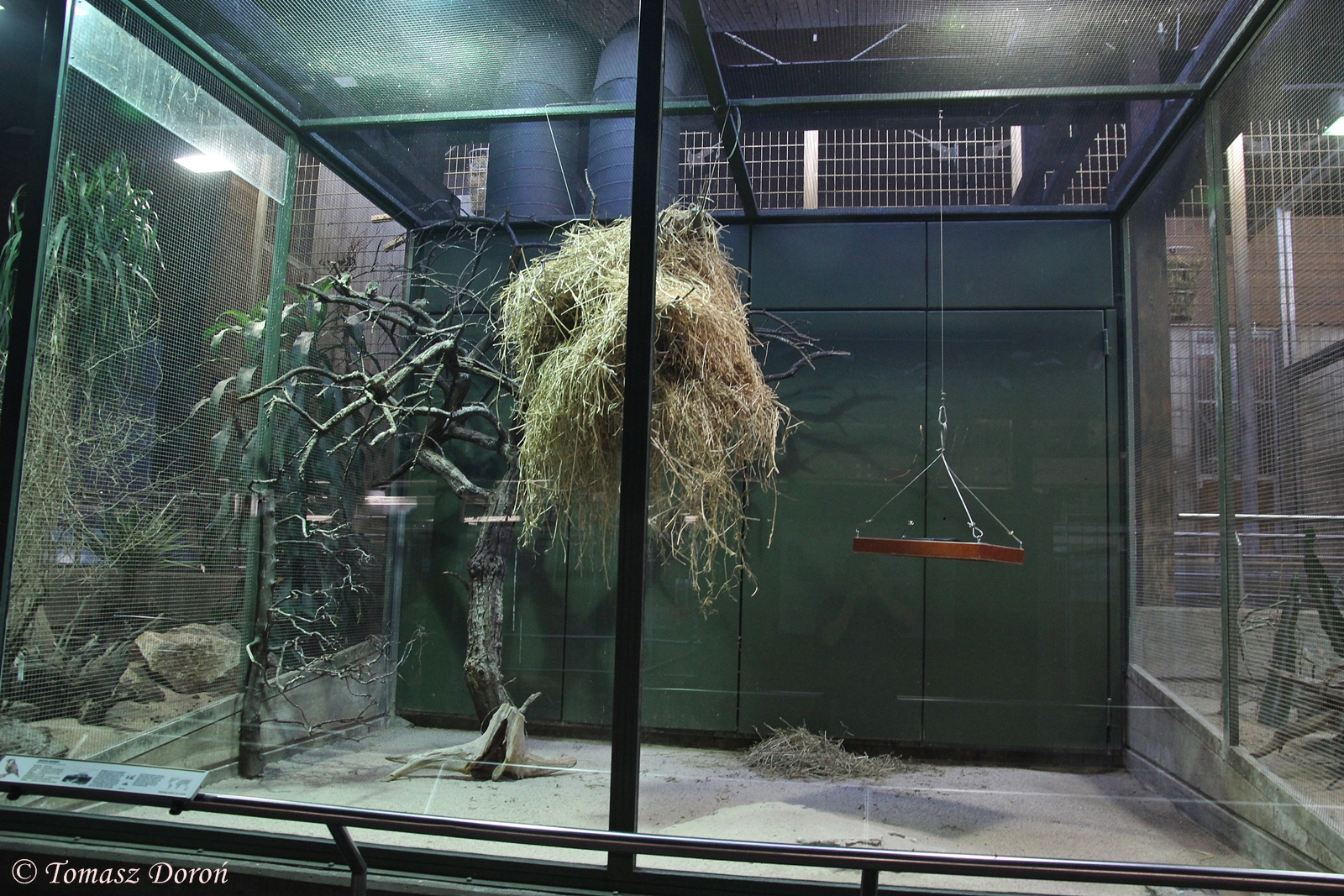 Sociable Waevers aviary in Giraffe/Okapi House