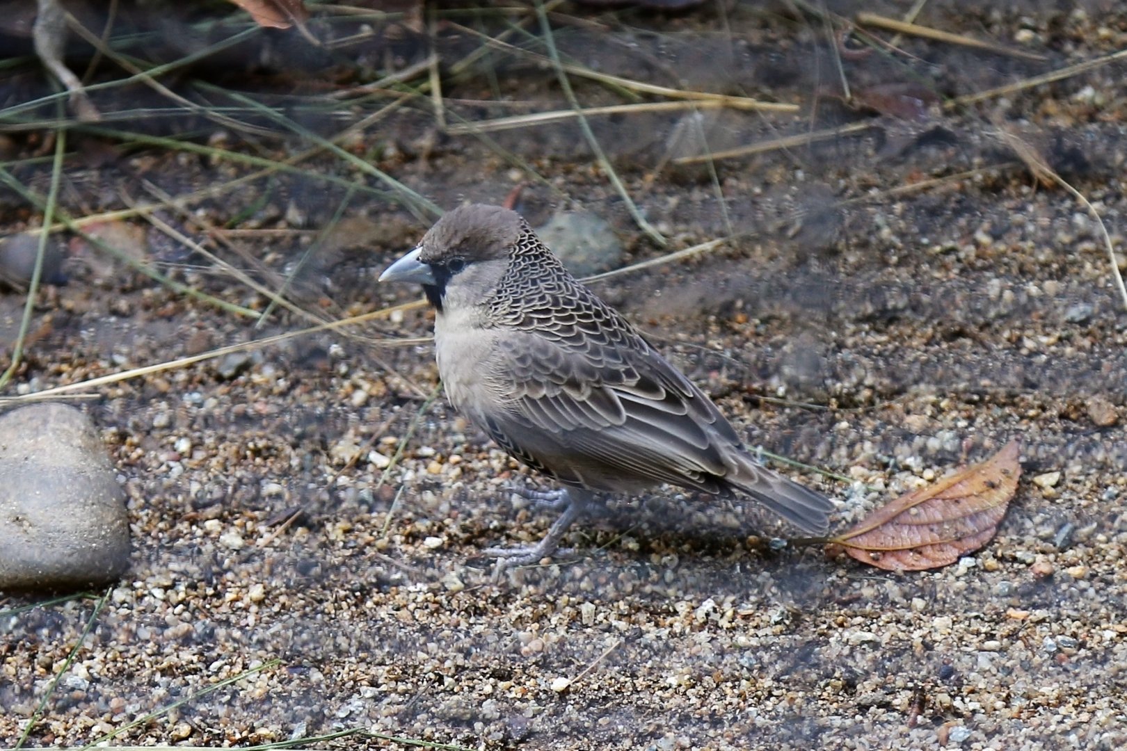 Sociable Weaver (Philetairus socius), December 2015