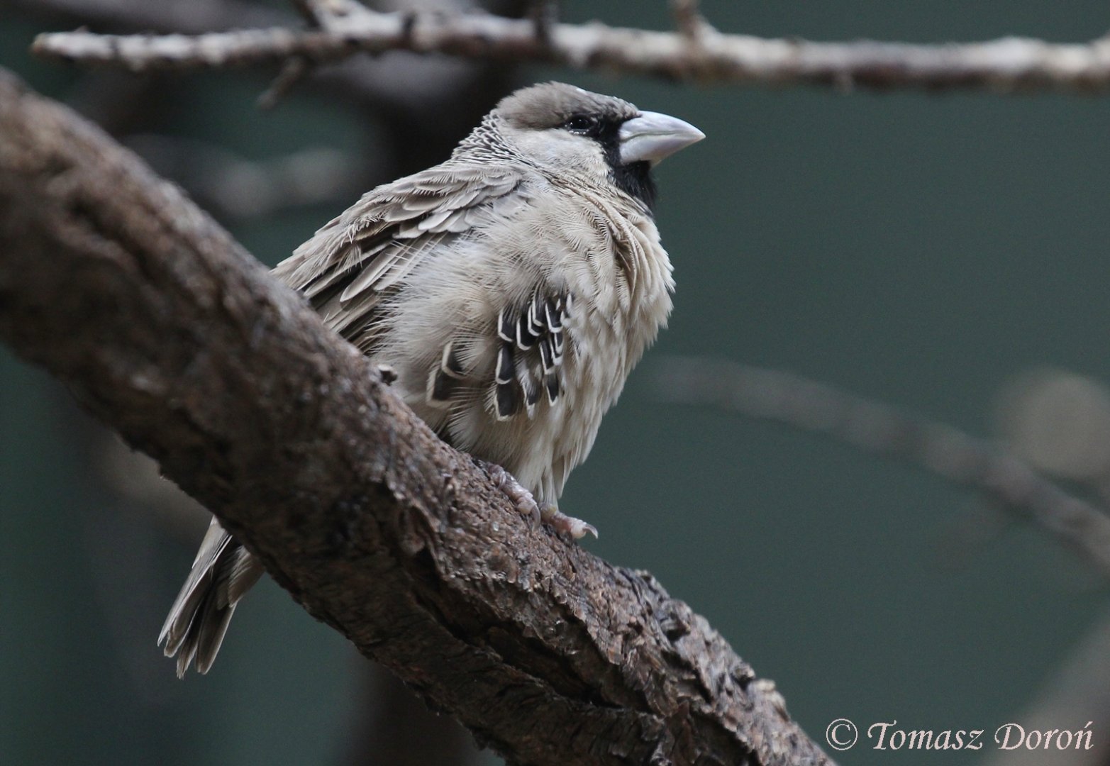 Sociable Weaver (Philetairus socius), July 2017