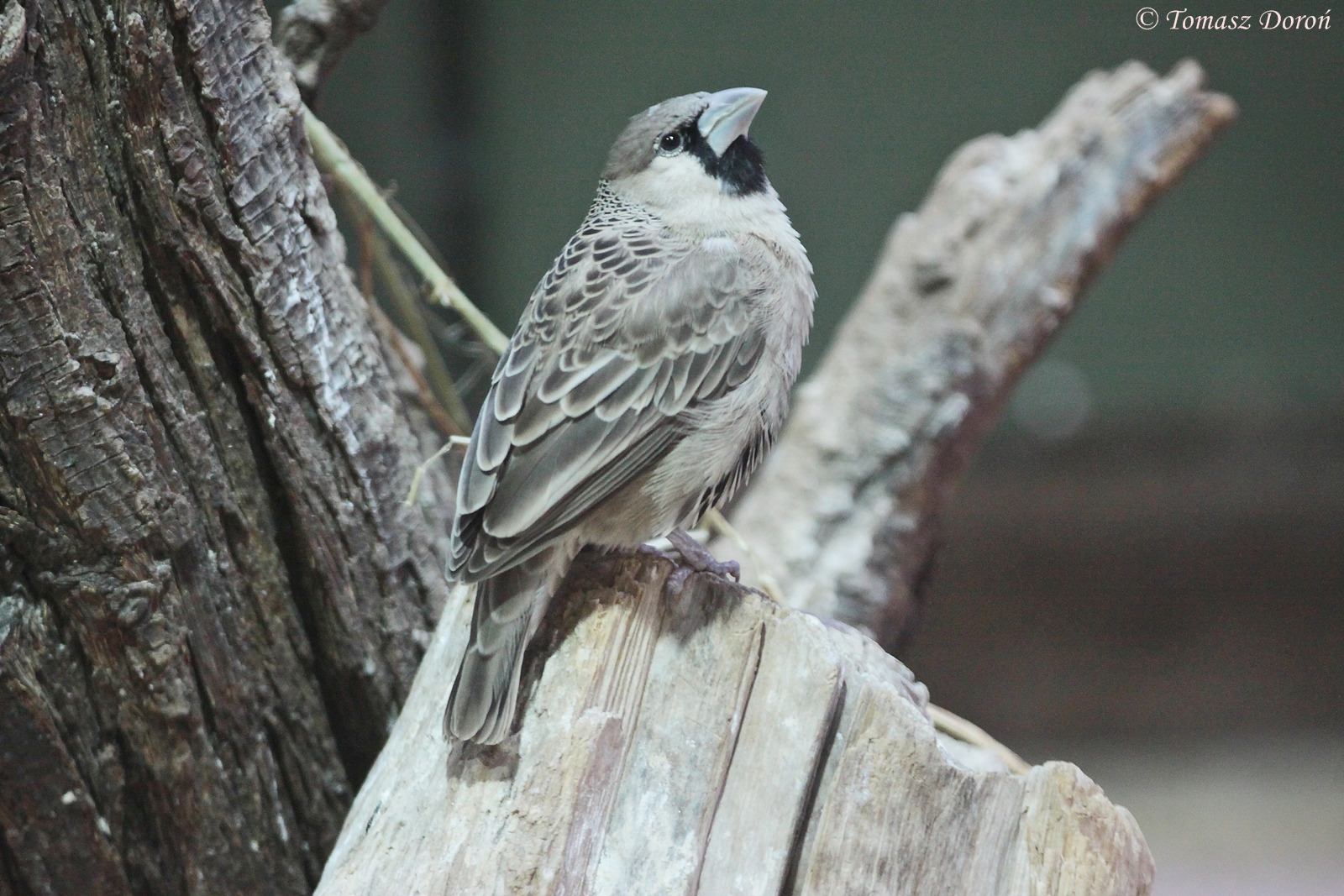 Sociable Weaver (Philetairus socius), October 2014