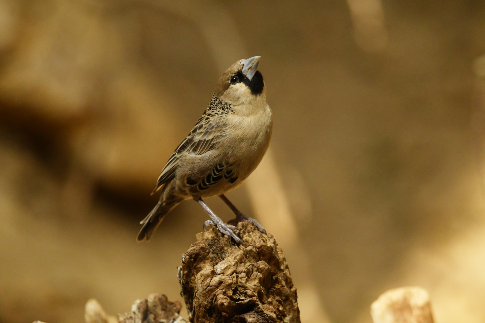 Sociable weaver Philetairus socius