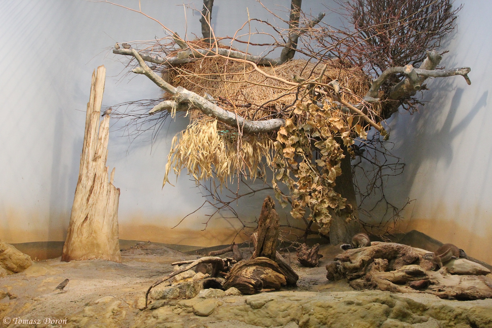 Sociable Weavers aviary in Grzimek Haus