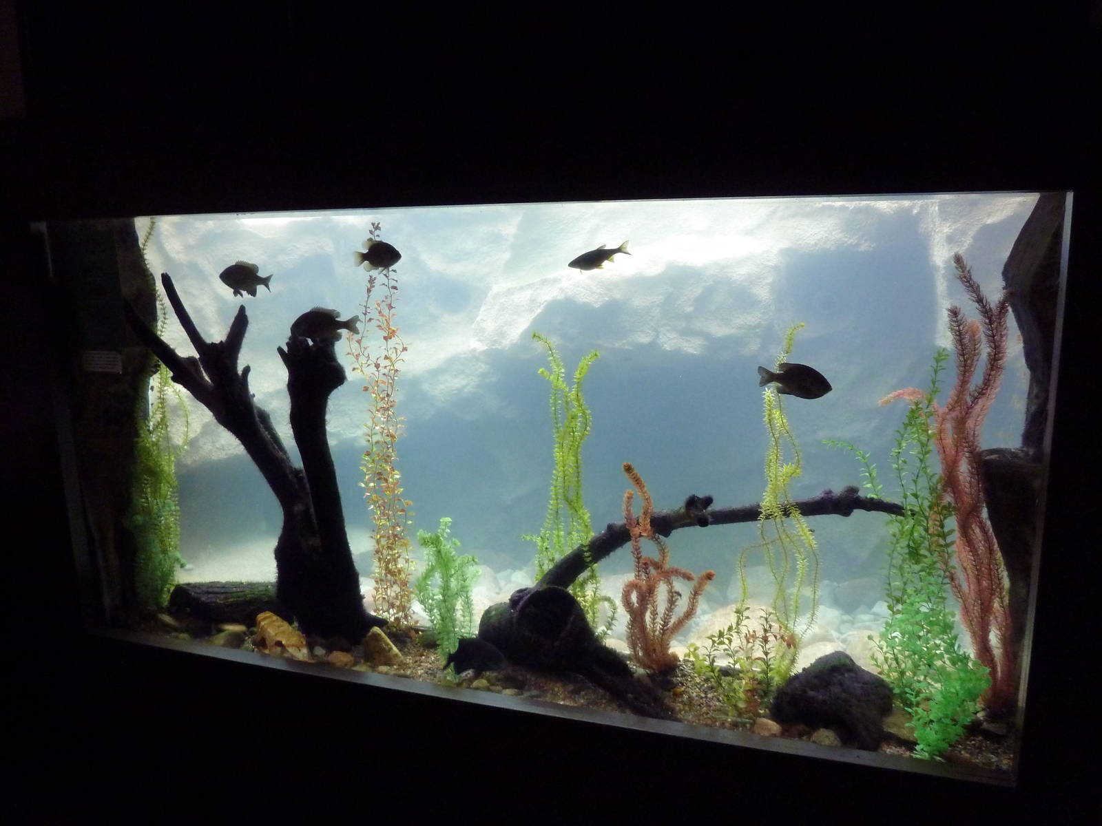 Social Building - Bluegill Tank + River Otter Exhibit in Background